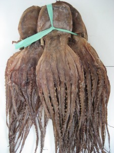 말린문어 왕대 10마리 (모로코산)