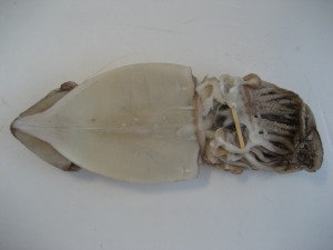 반건조 오징어 특 10미